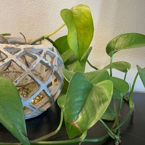 Meet your Posher, Vivienne